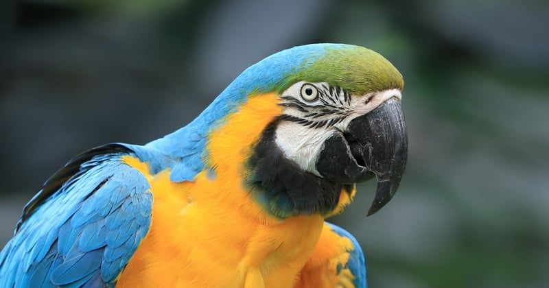 Éveillez vos sens avec des séjours en écolodge au cœur de la jungle