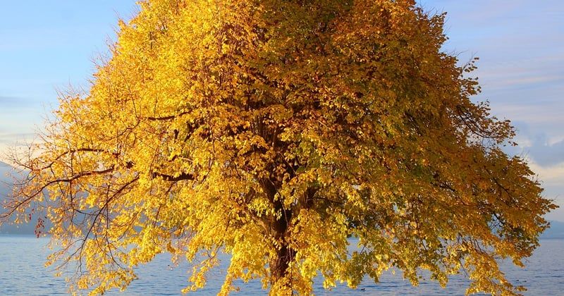 Week-end romantique en écolodge en pleine nature : 12 idées pour s'évader
