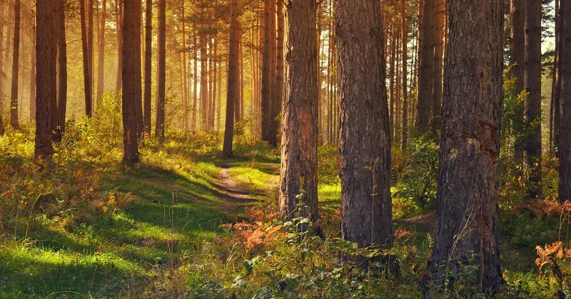 Où trouver des randonnées faciles en forêt ? Mes astuces pour bien choisir